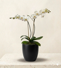 Orchid in Ceramic Pot