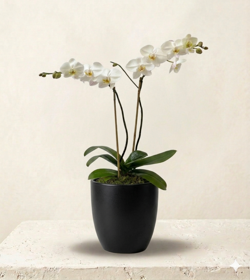 Orchid in Ceramic Pot